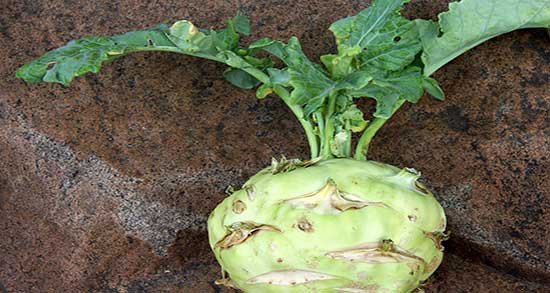 کلم سنگ در طب سنتی ؛ خاصیت مصرف کلم سنگ از نظر طب سنتی