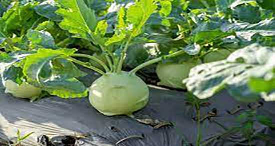 کلم سنگ چیست ؛ ایا کلم سنگ همان کلم قمری است یا متفاوتند