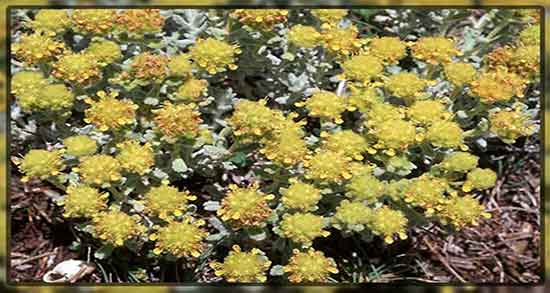 کلپوره برای خارش واژن ؛ فواید مصرف کلپوره برای عفونت واژن زنان