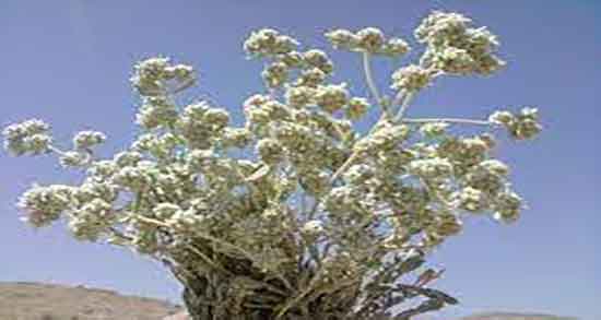کلپوره برای فشار خون ؛ ایا کلپوره فشار خون را بالا میبرد یا نه