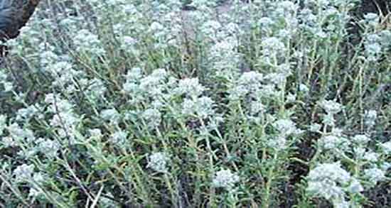 کلپوره برای معده ؛ خاصیت دمنوش کلپوره برای درمان زخم معده