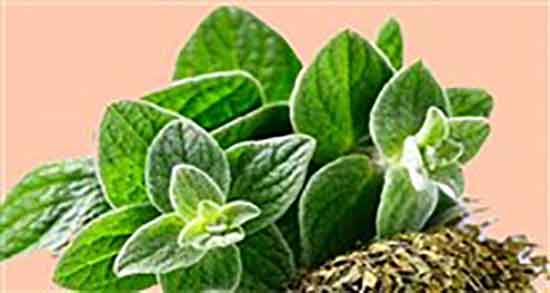 کلپوره و خواص آن ؛ ایا خاصیت کلپوره برای درمان سنگ کلیه مفید است