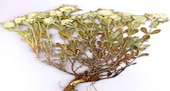 کلپوره و لاغری ؛ دمنوش گیاه کلپوره برای لاغری و چربی سوزی شکم