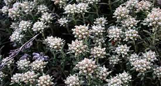 کلپوره و کبد چرب ؛ خواص مصرف کلپوره برای درمان کبد چرب
