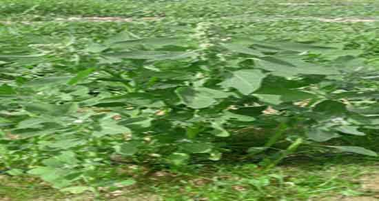 کینوا و کم کاری تیروئید و درمان کم کاری تیروئید با خوردن کینوا تازه کینوا و کم کاری تیروئید ؛ درمان کم کاری تیروئید با خوردن کینوا تازه