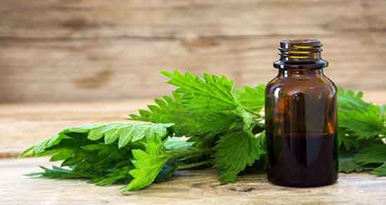 گزنه برای پروستات ؛ نحوه مصرف گزنه برای درمان پروستات اقایان