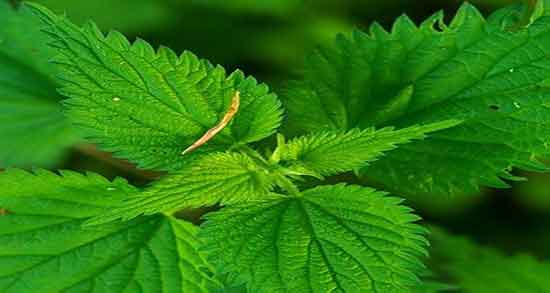 گزنه برای چی خوبه ؛ عصاره عرق گزنه برای درمان سنگ کلیه