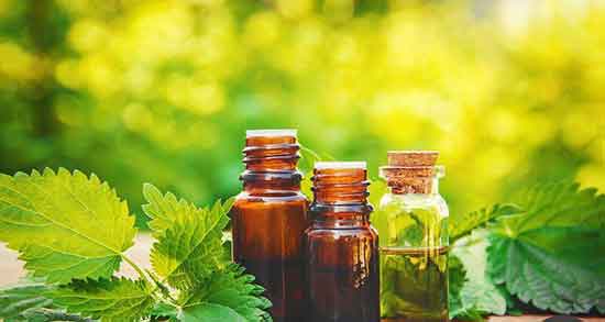گزنه در دیابت ؛ خوردن عرق گزنه در درمان دیابت زنان باردار چه تاثیری دارد