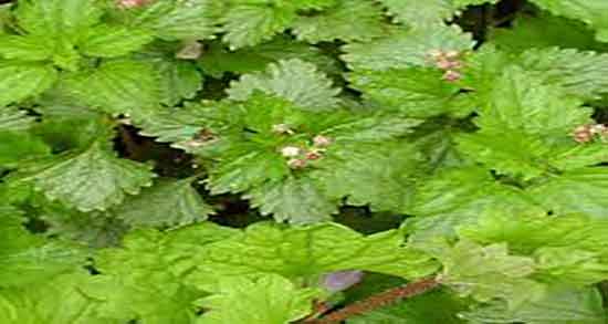 گزنه در طب سنتی ؛ خواص دارویی گیاه گزنه از نظر طب سنتی