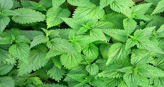 گزنه و لاغری ؛ خواص مصرف گیاه گزنه برای لاغری و چربی سوزی شکم
