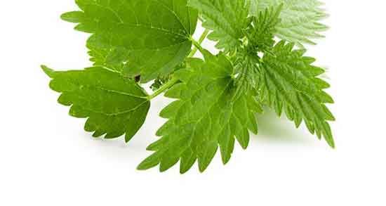 گزنه و لاغری شکم ؛ زمان مصرف دمنوش گزنه برای لاغری و چربی سوزی