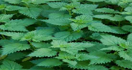 گزنه چیست ؛ گزنه چیست و چه خواصی برای عفونت رحم دارد