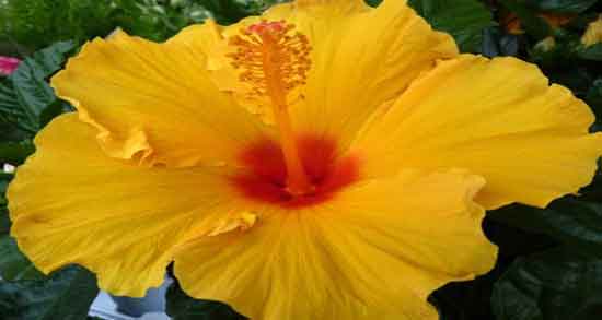 گل ختمی در شیردهی و افزایش شیر مادر با مصرف گل ختمی گل ختمی در شیردهی ؛ افزایش شیر مادر با مصرف گل ختمی