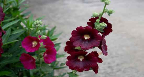 گل ختمی و یبوست و آیا مصرف گل ختمی تاثیری در درمان یبوست دارد گل ختمی و یبوست ؛ آیا مصرف گل ختمی تاثیری در درمان یبوست دارد