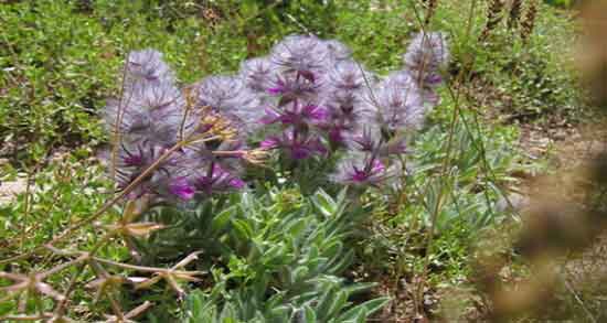 گل کوفته برای عفونت ؛ ایا مصرف گل کوفته برای عفونت رحم خوب است