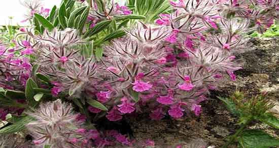 گل کوفته برای قاعدگی و ایا خوردن گل کوفته برای خونریزی زنان مفیده گل کوفته برای قاعدگی ؛ ایا خوردن گل کوفته برای خونریزی زنان مفیده