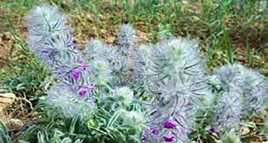 گل کوفته برای پریود شدن و دمنوش گل کوفته برای خونریزی پریودی گل کوفته برای پریود شدن ؛ دمنوش گل کوفته برای خونریزی پریودی