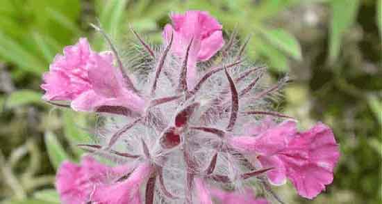 گل کوفته برای چی خوبه و درمان زخم معده با خوردن دمنوش گل کوفته گل کوفته برای چی خوبه ؛ درمان زخم معده با خوردن دمنوش گل کوفته
