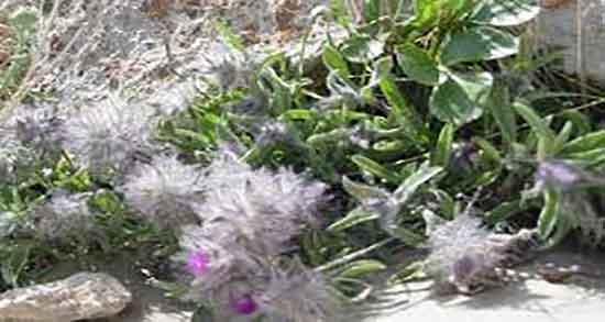 گل کوفته در شیردهی ؛ ایا دمنوش گل کوفته برای افزایش شیر خوبه