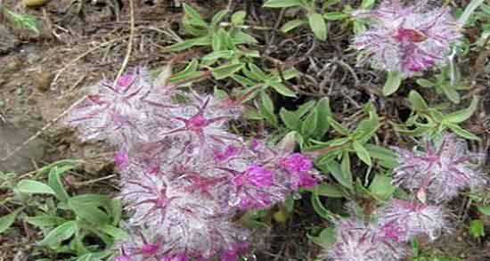 گل کوفته و قاعدگی ؛ ایا گل کوفته برای خونریزی پریودی مفید است