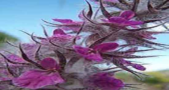 گل کوفته چه خواصی دارد ؛ ایا مصرف گل کوفته برای بدن انسان مفیده