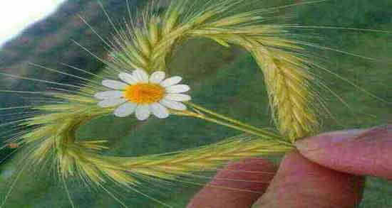 گل گندم برای مو ؛ تقویت موی سر با استفاده از شامپوی گل گندم