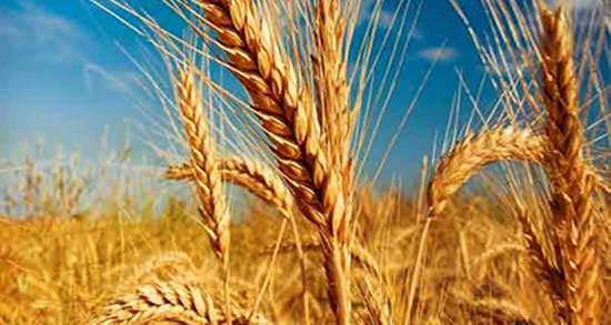 گندم بو داده برای مرغ ؛ خاصیت دادن گندم بو داده برای پرندگان چیه