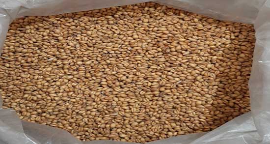 گندم بو داده برای چی خوبه ؛ خواص مصرف گندم بو داده برای لاغری