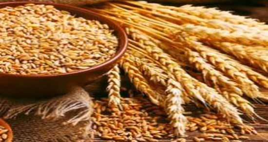 گندم بو داده شیرازی ؛ خاصیت خوردن گندم بو داده شیرازی چیست