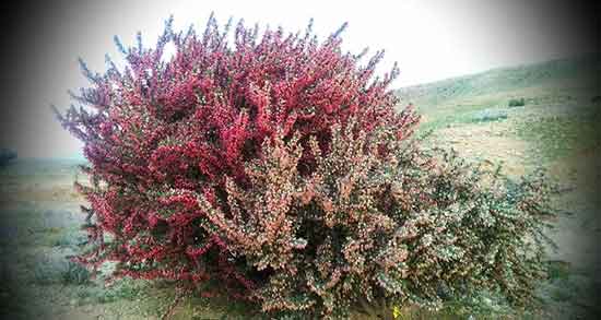 گیاه انزروت و خاصیت و عوارض مصرف گیاه انزروت برای بدن چیست گیاه انزروت ؛ خاصیت و عوارض مصرف گیاه انزروت برای بدن چیست