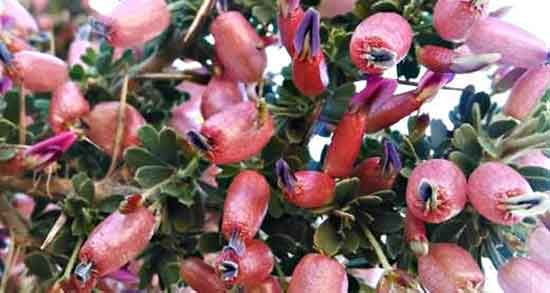 گیاه انزروت چیست ؛ ایا دمنوش گیاه انزروت برای زخم معده مفیده