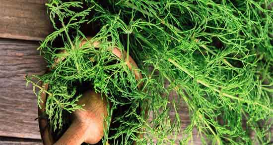 گیاه دم اسب برای مو ؛ خواص گیاه دم اسب برای تقویت پوست و مو