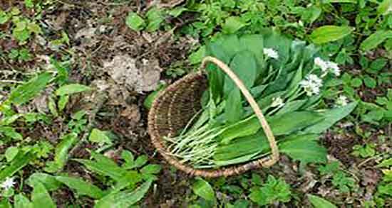 گیاه والک برای چی خوبه ؛ ایا گیاه والک وحشی هم میتوان در پلو ریخت