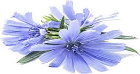 گیاه کاسنی چه شکلیه ؛ رنگ گیاه کاسنی سبز است یا بنفش