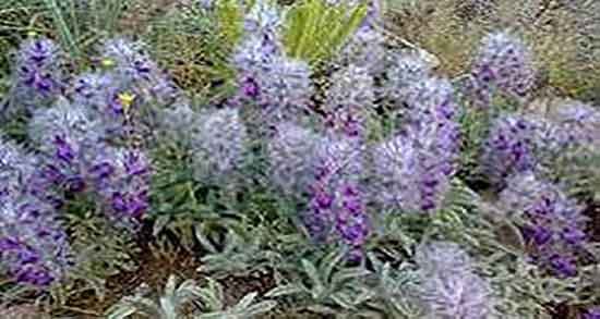 گیاه گل گوفته ؛ شکل گیاه گل کوفته در زمین های کشاورزی