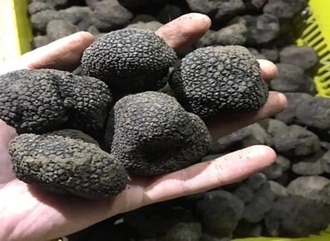 دنبلان کوهی؛ ارزش غذایی و ۱۰ خاصیت مهم این قارچ خوراکی دنبلان کوهی؛ ارزش غذایی و ۱۰ خاصیت مهم این قارچ خوراکی