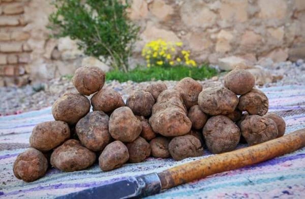 دنبلان کوهی؛ ارزش غذایی و ۱۰ خاصیت مهم این قارچ خوراکی دنبلان کوهی؛ ارزش غذایی و ۱۰ خاصیت مهم این قارچ خوراکی