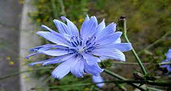 خواص کاسنی برای زنان ؛ فواید مصرف کاسنی برای زنان باردار چیست