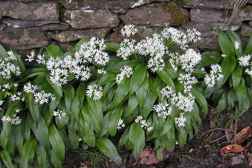 والک یا سیر کوهی؛ ارزش غذایی، طبع و خواص شگفت انگیز آن والک یا سیر کوهی؛ ارزش غذایی، طبع و خواص شگفت انگیز آن