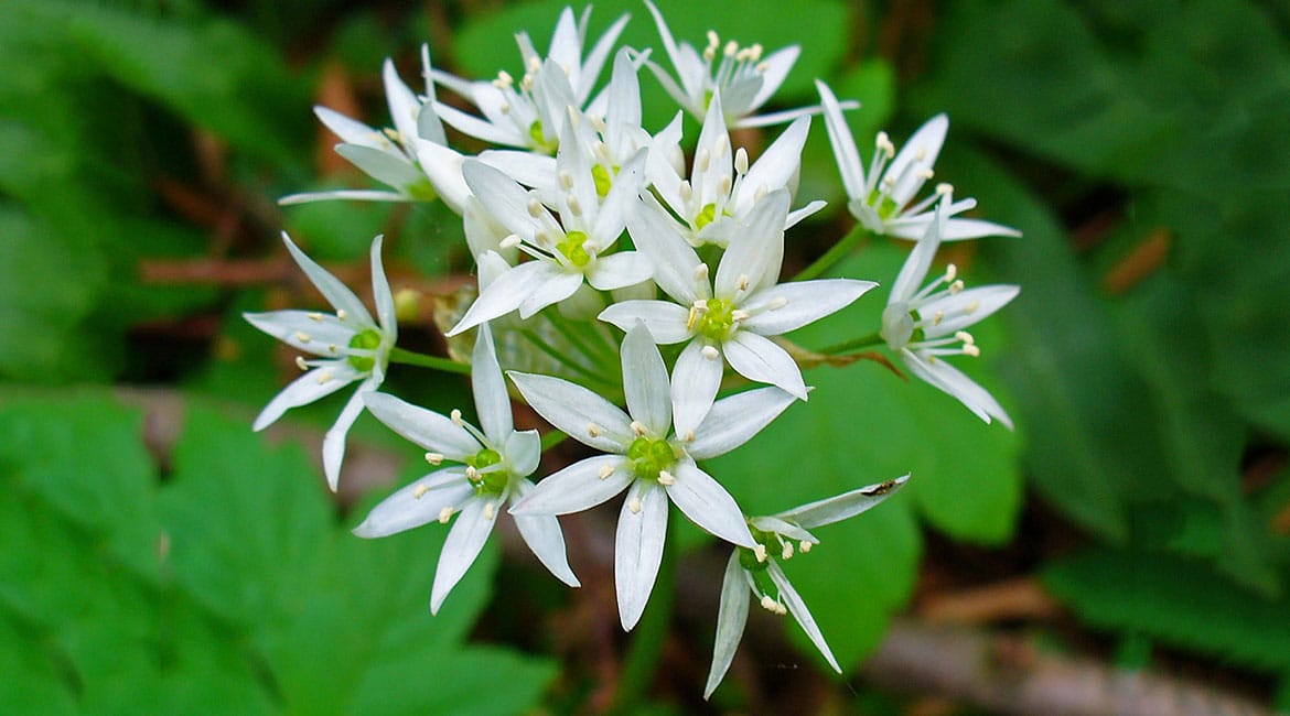 والک یا سیر کوهی؛ ارزش غذایی، طبع و خواص شگفت انگیز آن والک یا سیر کوهی؛ ارزش غذایی، طبع و خواص شگفت انگیز آن