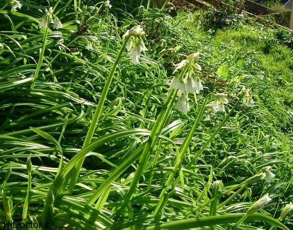 والک یا سیر کوهی؛ ارزش غذایی، طبع و خواص شگفت انگیز آن والک یا سیر کوهی؛ ارزش غذایی، طبع و خواص شگفت انگیز آن