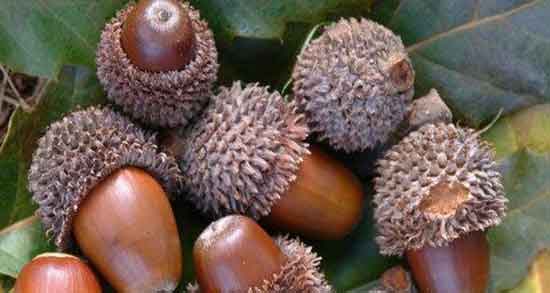 خواص شاه بلوط برای مو ؛ فواید مصرف شاه بلوط برای تقویت موی سر خواص شاه بلوط برای مو ؛ فواید مصرف شاه بلوط برای تقویت موی سر