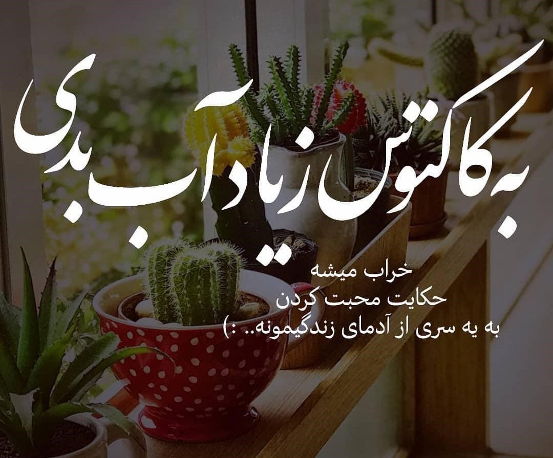 متن درباره گل کاکتوس 🌵؛ جملات استوری و کپشن احساسی