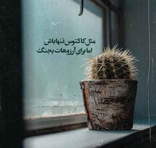 متن درباره گل کاکتوس 🌵؛ جملات استوری و کپشن احساسی