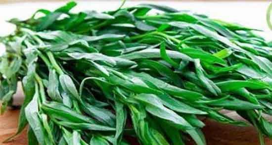 دمنوش ترخون برای چاقی ؛ ایا دمنوش ترخون برای درمان چاقی مفید است دمنوش ترخون برای چاقی ؛ ایا دمنوش ترخون برای درمان چاقی مفید است