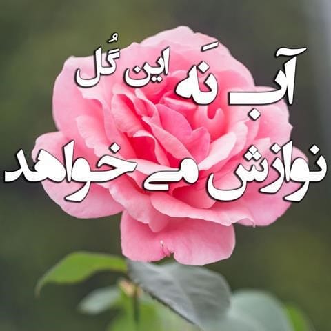 متن در مورد گل و آرامش 🌹؛ جملات دلنشین خاص زیبایی گل و حس آرامش
