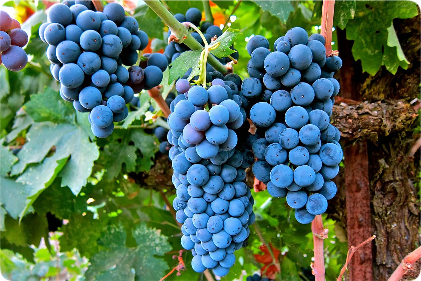 انگور شانی چیست + خواص، مشخصات ظاهری، کاربردها و نکات خرید