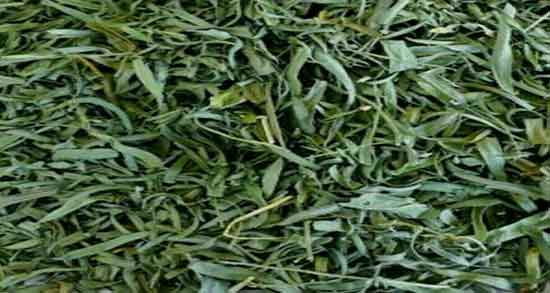 ترخون برای چی خوب است و ایا گیاه ترخون خاصیت ضد سرطانی دارد ترخون برای چی خوب است ؛ ایا گیاه ترخون خاصیت ضد سرطانی دارد