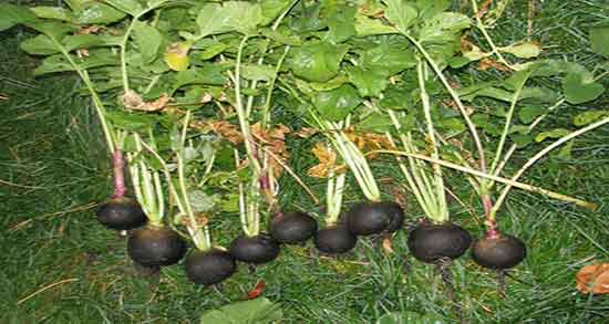 آب ترب سیاه و عسل ؛ آب ترب سیاه و عسل برای درمان سنگ کلیه آب ترب سیاه و عسل ؛ آب ترب سیاه و عسل برای درمان سنگ کلیه