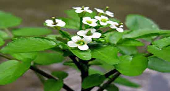 آب تره برای کم خونی ؛ خاصیت مصرف اب تره برای درمان کم خونی آب تره برای کم خونی ؛ خاصیت مصرف اب تره برای درمان کم خونی